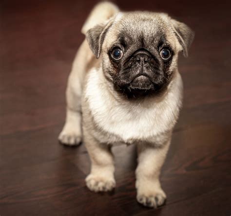  The personality of a Pug is also docile, clever, charming, and social