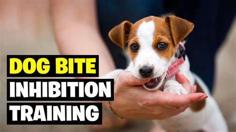  The positive reward methods we discussed earlier in this guide are the best way to teach your puppy bite inhibition