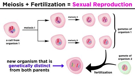  The power of meiosis specialized cell division event that occurs in the reproductive organs, ovaries for females and testes for males and crossing over assures that each offspring will be diverse and different and this difference will be noticeable in color and a little bit in behavior