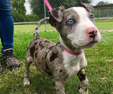  The presence of blue eyes in Pit Bulls can indicate that your pet carries the Merle gene, which is a dominant gene
