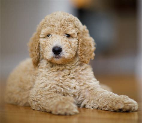  The price of a puppy can vary greatly depending on where you get your new Poodle and what kind of Poodle you get
