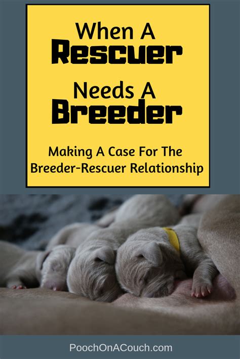  The primary distinction between a breeder and a rescue is that there might not always be young puppies available at a rescue