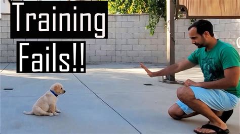  The problem is that most dog training videos on the internet are worthless, because they use the wrong training method