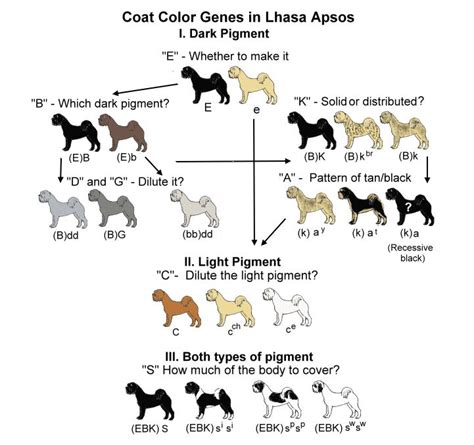  The process of breeding for these colors can be complex, and it often involves breeding dogs that carry specific color genes