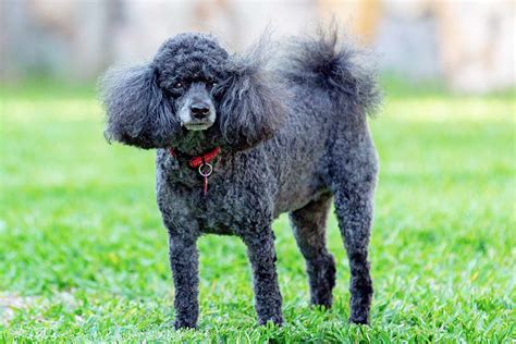  The progenitor breeds are Mini Poodles, which stand at a height of around 15 inches and weigh 12 to 20 pounds, and Bernese Mountain Dogs
