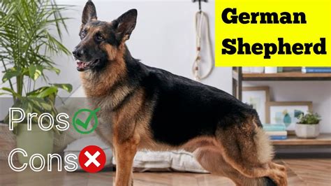  The pros of purchasing from a German Shepherd breeder: You may be able to select a puppy—including a choice of gender