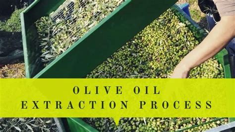 The pros of the oil are the quality of sourcing and extracting, the inclusion of olive oil, and the 0