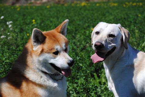  The protective nature of both breeds means that owners of the mix should take special care to train and socialize their dogs from puppyhood to avoid unwanted behaviors with unfamiliar people