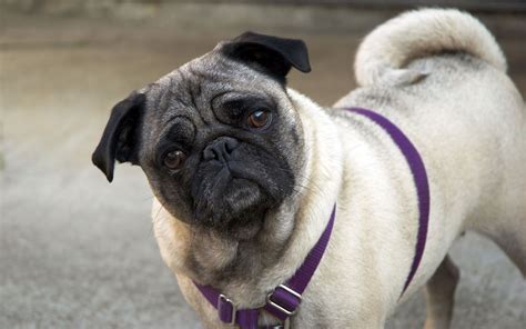  The pug Is a very playful dog, alert and even-tempered dog