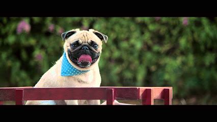  The pug that was predominantly featured in the commercials was Cheeka