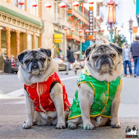  The pugs were tended by the ruling families in China