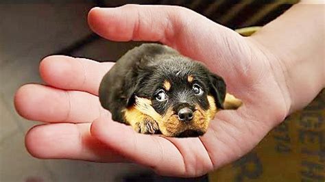  The puppies and even the full-grown versions of the smallest size look like little stuffed animals
