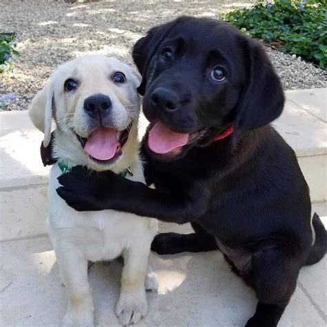  The puppies are taught to love and receive love
