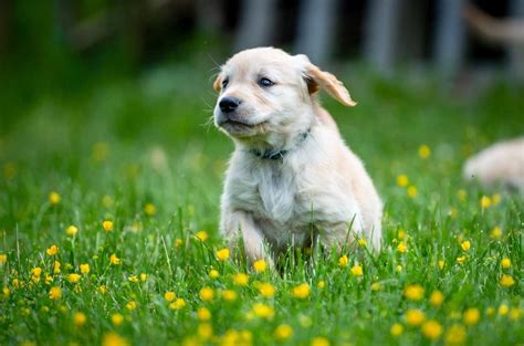  The puppies should be exposed to a wide variety of sounds, experiences, people and places so they can adjust to their new homes and adult life