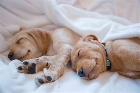  The puppies spend the rest of their time sleeping they often seem to be dreaming! Subscribe to our weekly blog newsletter: Subscribe to our blog newsletter! First name Email They are so cute as they love to huddle together, but we also keep them warm with an external source like an infra lamp