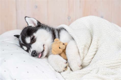  The puppy is sleeping a lot at this age and if he is wide awake perhaps you could adjust his schedule so he is going to sleep as the household winds down for the day