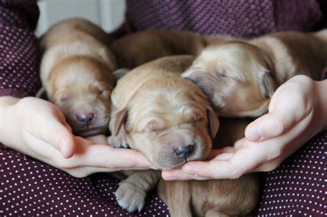  The puppy you buy should have been raised in a clean home environment, from parents with health clearances and conformation show and, ideally, working titles to prove that they are good specimens of the breed