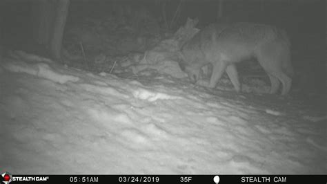  The pups and two adult wolves were videotaped on a trail camera June 18 in a remote, undisclosed area of their range, roughly miles south of the Oregon border
