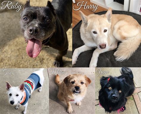  The purpose of this page is to help network and find loving, forever homes for the adoptable dogs at