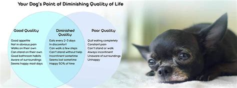  The quality of your dog