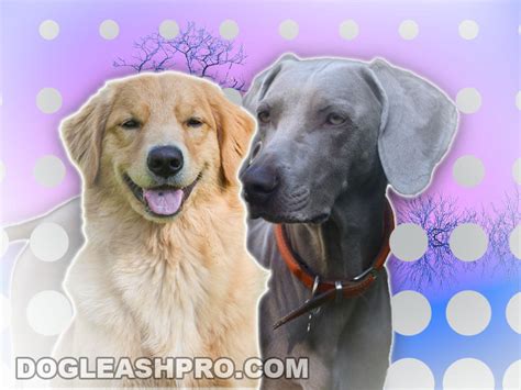  The quietness of the Great Dane is complemented by the energy of the Golden Retriever, for a pooch that is very playful