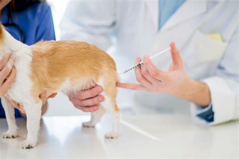  The rabies shot can also be given at 12 weeks no later than 16 weeks