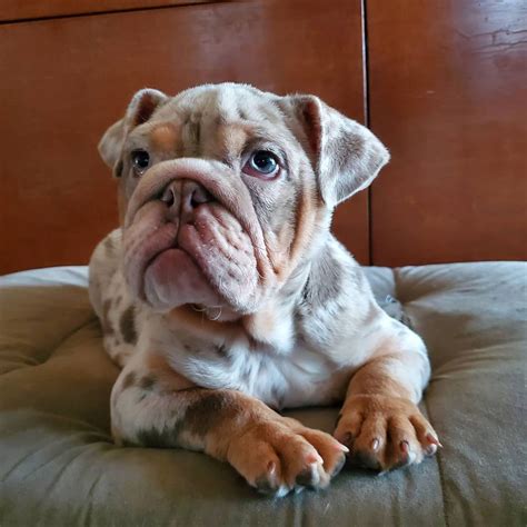  The reason why Merle English bulldogs are so expensive is due to their beauty, rarity, and uniqueness