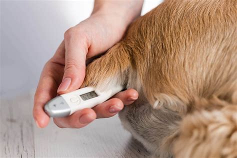  The rectal temperature of your dog during the final week of her pregnancy indicates when the puppies will be born