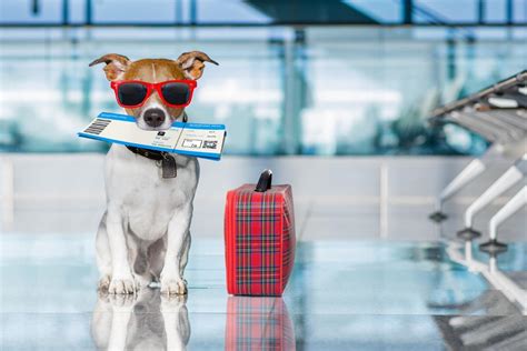  The rules about traveling with an emotional support dog are also variable and need to be confirmed before travel