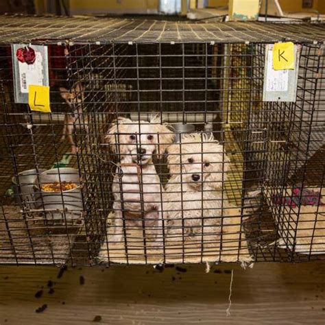  The sad truth is that many pet store purchased pups actually come from puppy mills
