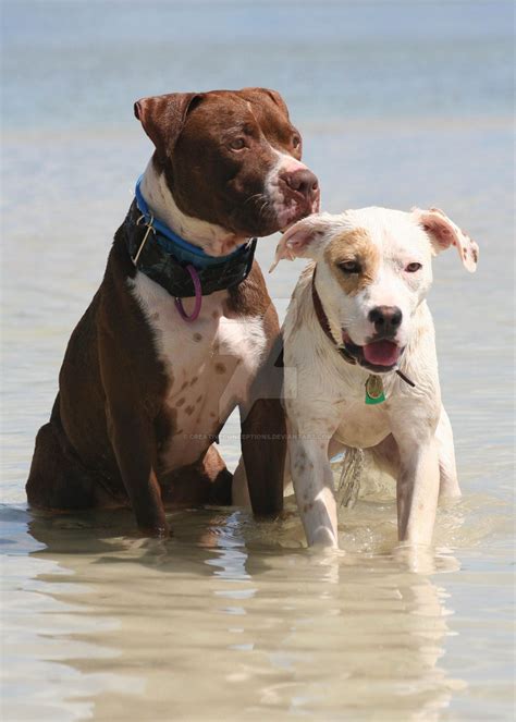  The same can be said for Pitbulls, the lovable and playful giants