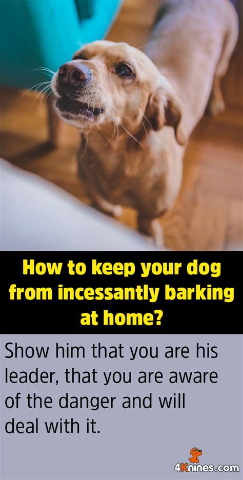  The same holds true if your dog perceives that you are being threatened