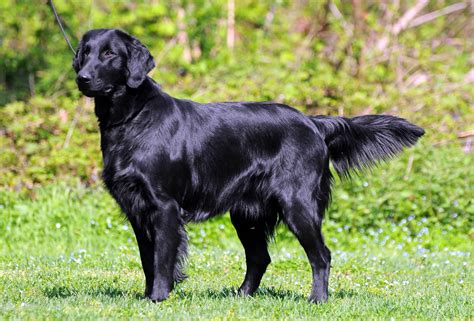  The short, flat coat is straight, smooth and glossy