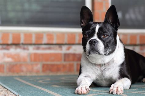  The short fur of the Frenchton is low maintenance and should be brushed once or twice a week to remove any dead fur and to maintain the natural shine of the coat