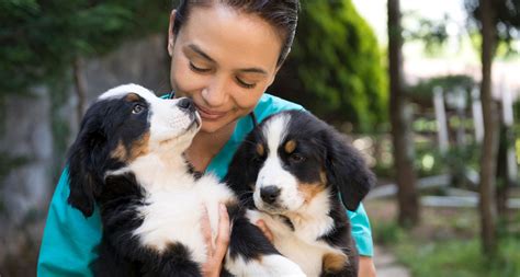  The simplest method to find out is to directly ask the breeder