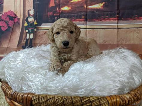  The size, age, health, lineage, and AKC registration of a Poodle puppy are essential considerations when determining puppy prices