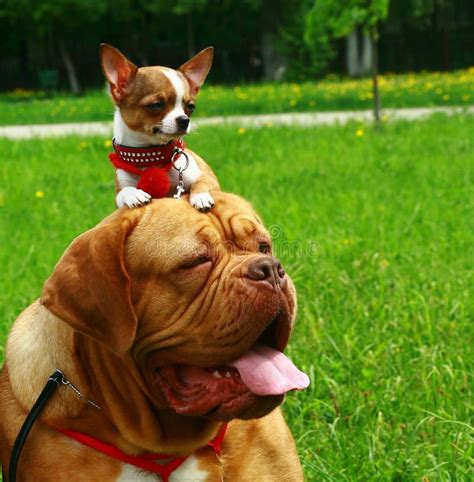  The size of the Chihuahua Mastiff is one of the important factors in determining the amount of food your pup needs