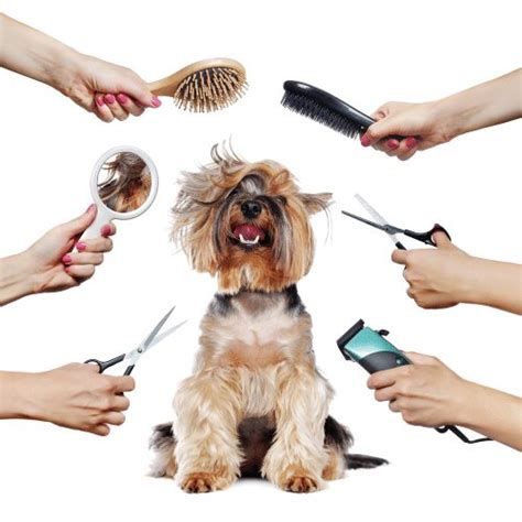  The size of your dog also plays a significant role, as a larger dog will take longer to groom