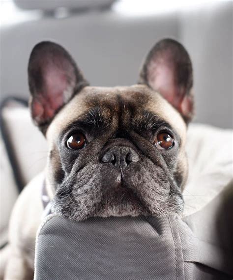  The smushy-faced Frenchie is beloved worldwide as small, non-sporting city dog