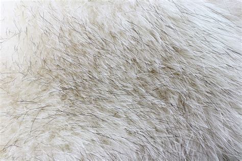  The soft-textured fur is wrinkled and loose
