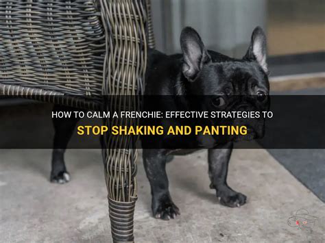  The sooner you can get your Frenchie trained to be calm in these situations, the more chance you stand of them not reacting badly and reacting with a fearful or aggressive bite