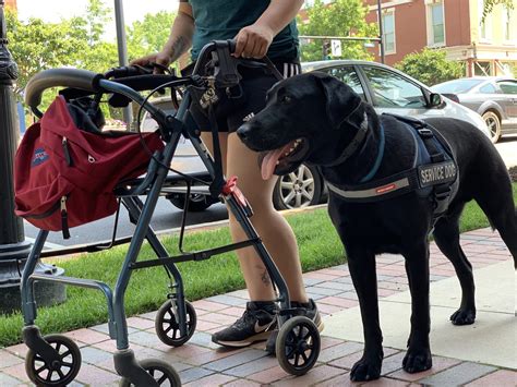  The standard size of this breed can be trained as a guide dog or mobility assistance dog, and all sizes of bernedoodle can help out as medical alert or psychiatric service dogs