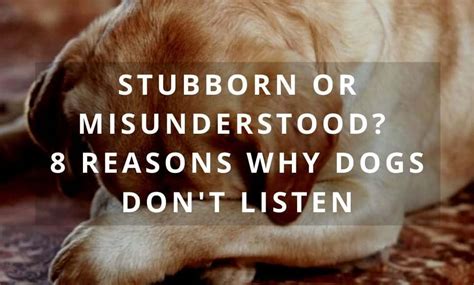  The stubbornness of a dog comes from not understanding its owner