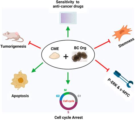  The study conducted on dog bladder cancer organoids DBCO demonstrated that Chaga extract can inhibit cell viability, induce apoptosis, and arrest the cell cycle in a concentration-dependent manner