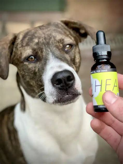  The study involved administering controlled doses of CBD oil to the dogs over a period of several weeks while closely monitoring their behavior
