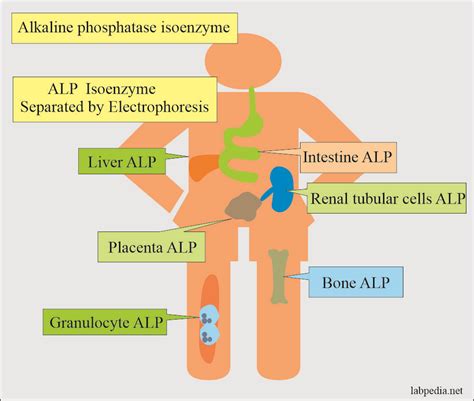  The study showed that there was a slight increase in the alkaline phosphatase ALP levels but the increases were still within normal levels