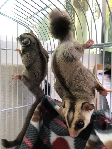  The sugar gliders in pairs will be adopted as it is