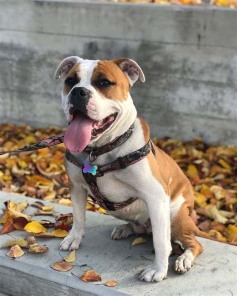  The sweet American bulldog mix has adorable scruffy wisps of hair on her ears, which make her look like a bunny, and she impressed everyone with her friendly nature
