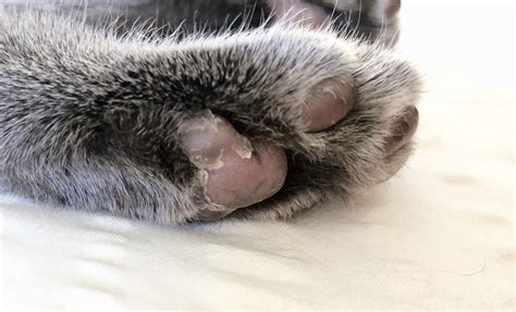 The symptoms may be mild, such as extra licking on the paws, or severe, such as hair loss or skin infections from persistent licking and scratching