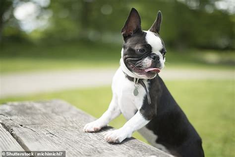  The syndrome is more commonly seen in certain breeds, including Bulldogs, Pugs, and Boston Terriers